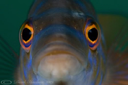 Male Cuckoo wrasse. Plymouth. D3, 60mm. by Derek Haslam 